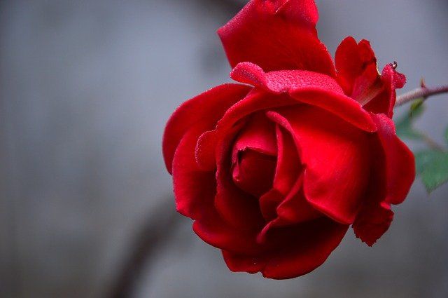 Mi amor por ti es una rosa perenne